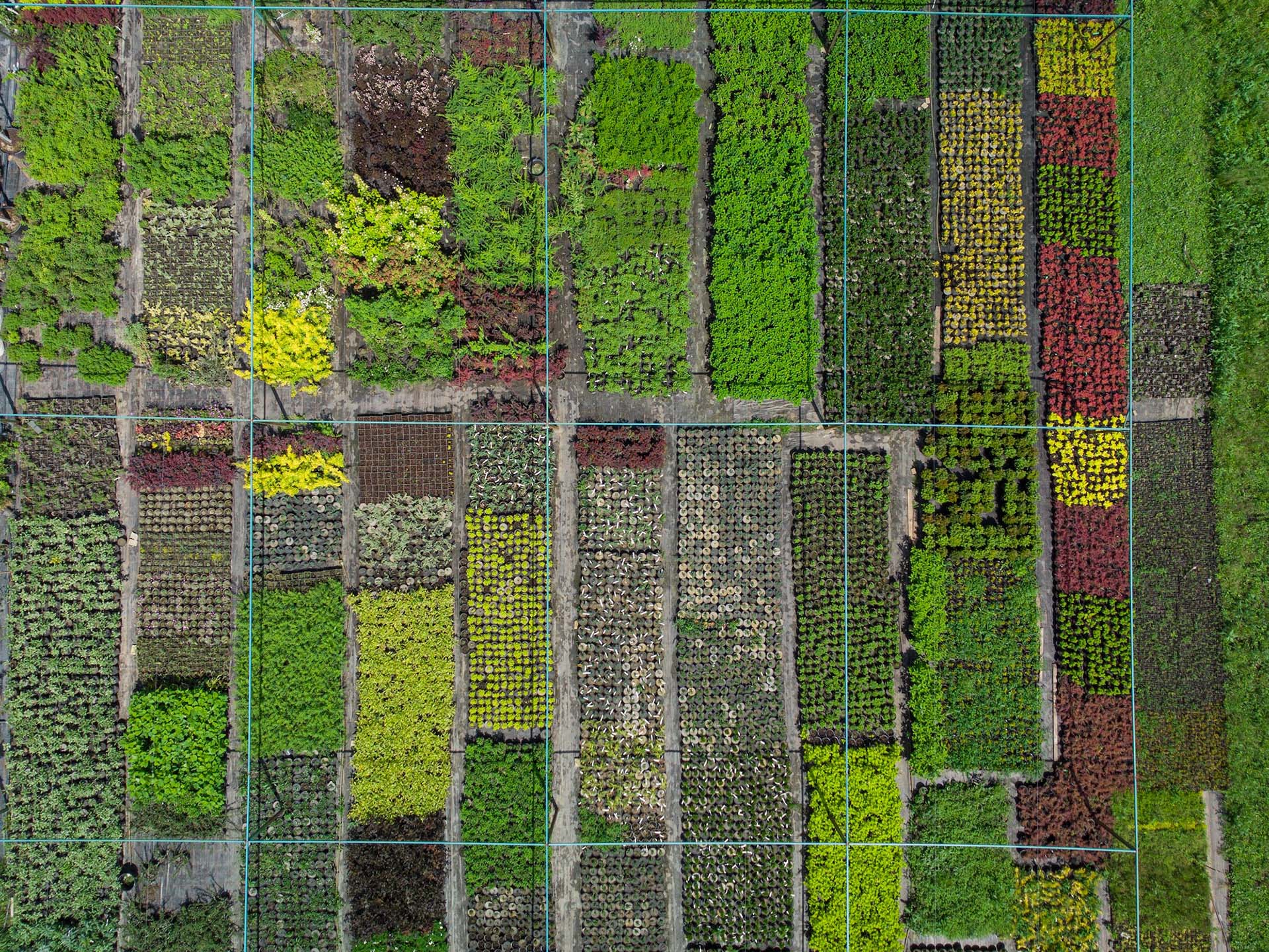 aerial view of a tree farm for landscaping