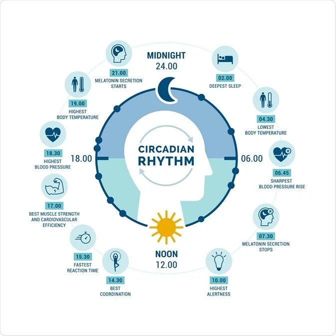 circadian rhythm for visualizing daylight savings time impact on health