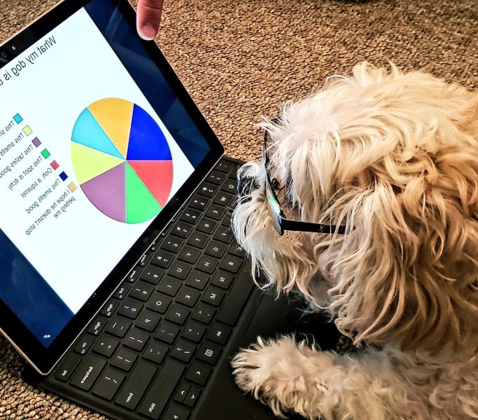 Doggie wearing glasses doing data on computer with data chart in retirement.